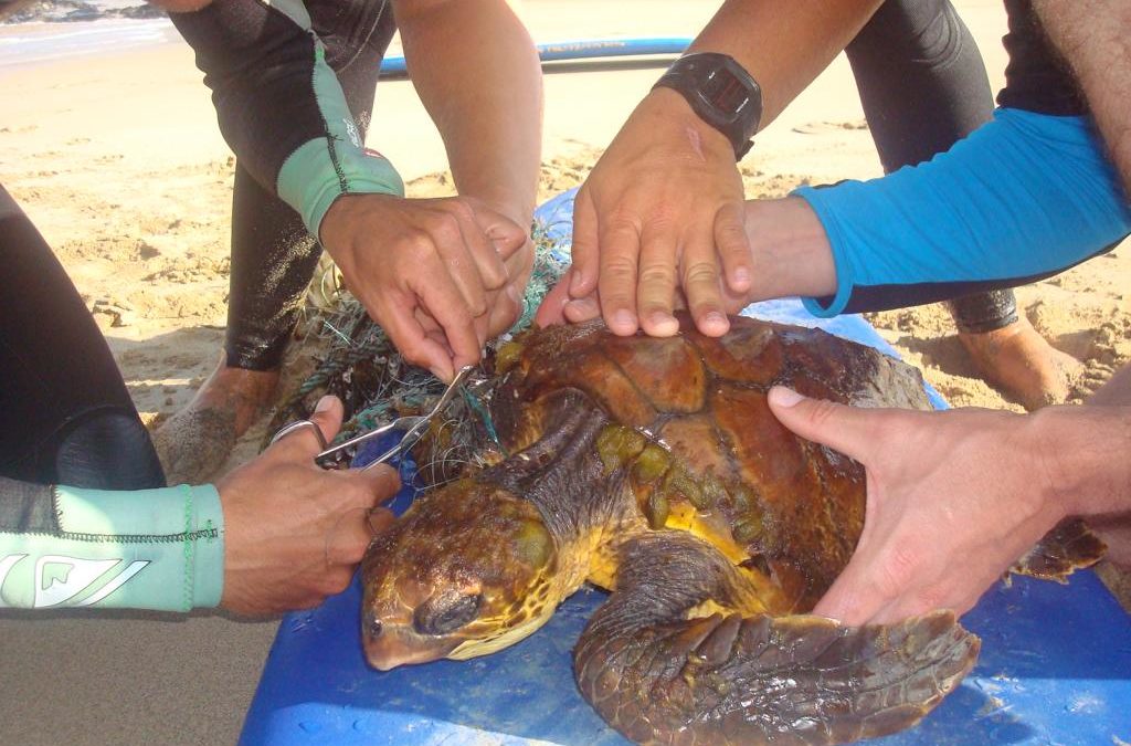 Schildkröte auf Fuerteventura gerettet – Rettungsaktion in El Cotillo