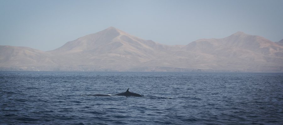 Whale Watching auf dem Ozean vor Fuerteventura