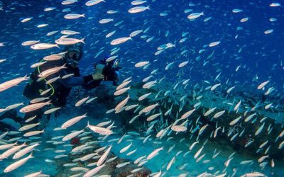 Diving in the unterwater world of Fuerteventura