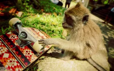 Blog 4 „Journey Of The Beasts“: Skate-Roadtrip durch Bali