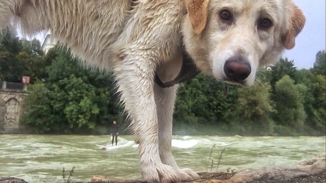 Riversurfen – Surfen auf stehenden Wellen
