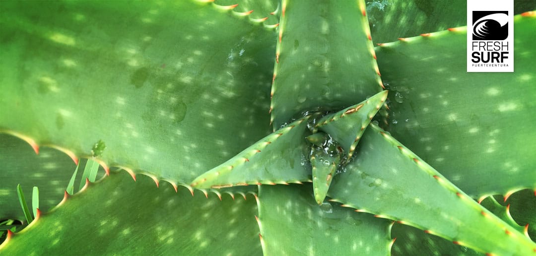 Aloe Vera