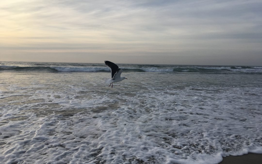 Surfen in Südkalifornien – San Diego