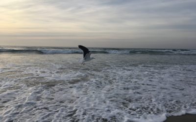 Surfen in Südkalifornien – San Diego