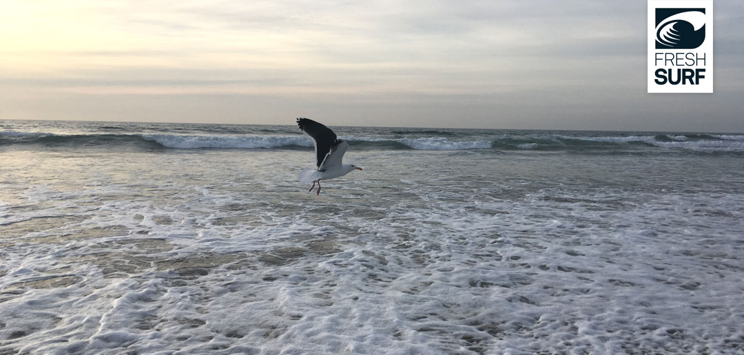 Surfen San Diego