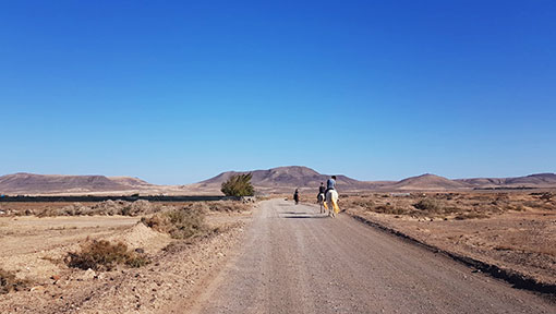 horseback riding canaries