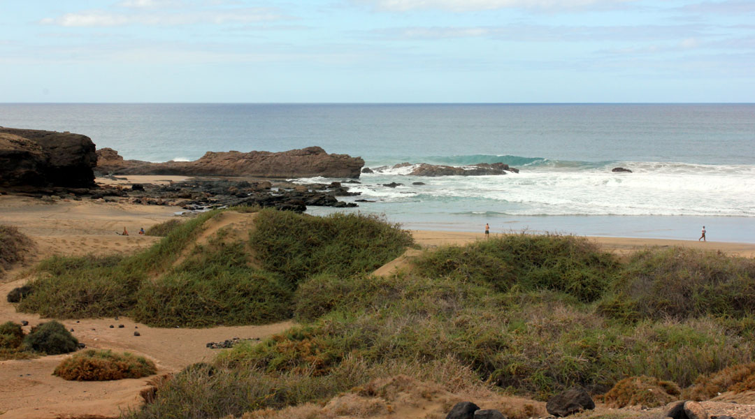 Krautpflanzen Fuerteventura