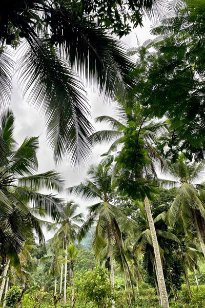 Surfurlaub auf Sri Lanka-Palmen