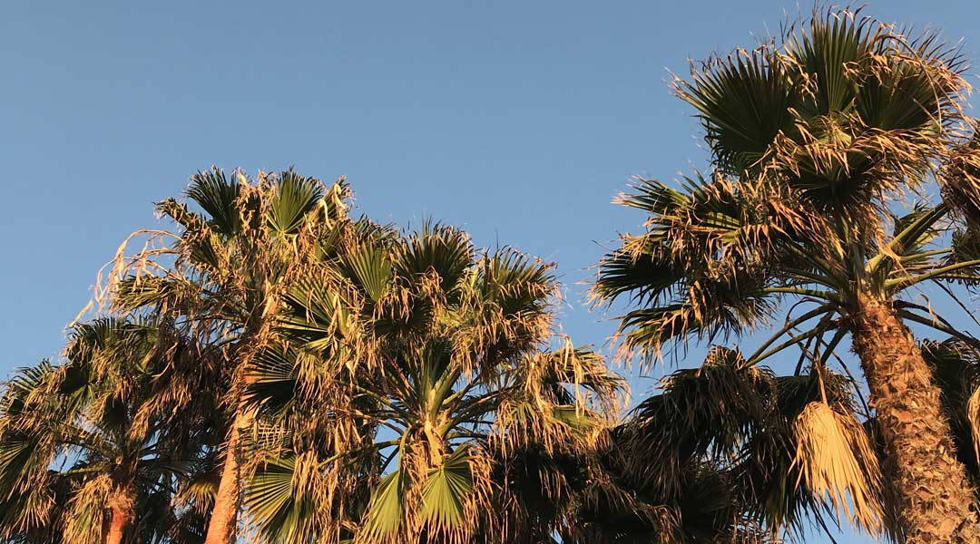 Palmeras al sol