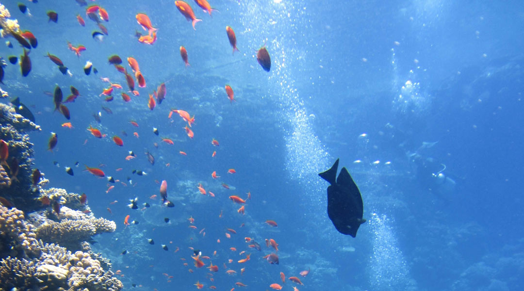 buceo en Fuerteventura - peces bajo el agua